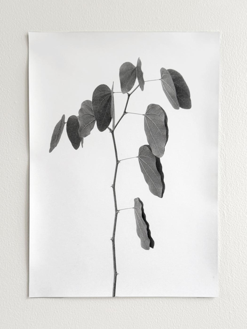 Folded and unfolded leaves Jochen Lempert