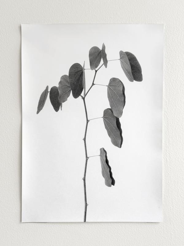 Folded and unfolded leaves Jochen Lempert