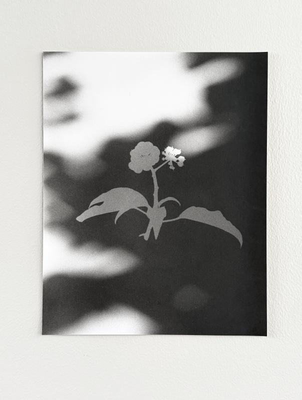 Ivy shadow Jochen Lempert